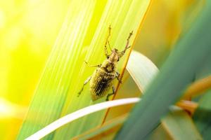 photo en gros plan d'un bel insecte perché sur une feuille