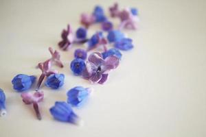 petites fleurs bleues et lilas photo