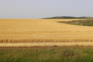 magnifique paysage de parfait la nature. photo