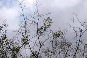 branche de une grand arbre contre une Contexte de bleu ciel. photo