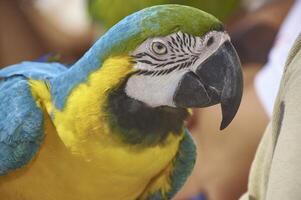 portrait d'un guacamaya photo