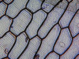 micrographie d'épiderme d'oignon photo