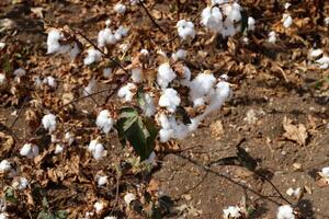 coton est une plante fibre cette couvertures coton des graines photo