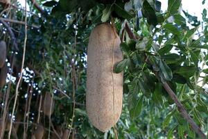 fruit à pain dans une ville parc dans Israël. photo