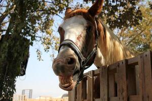 le cheval est une national équidé animal. photo