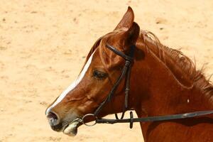 le cheval est une national équidé animal. photo