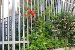 vert les plantes et fleurs grandir le long de une clôture dans une ville parc. photo