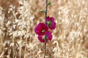 vert les plantes et fleurs proche en haut. abstrait Naturel Contexte fabriqué de les plantes et fleurs. photo