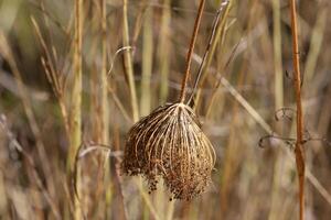 vert les plantes et fleurs proche en haut. abstrait Naturel Contexte fabriqué de les plantes et fleurs. photo