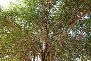 vert les plantes et fleurs proche en haut. abstrait Naturel Contexte fabriqué de les plantes et fleurs. photo