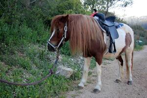 le cheval est une national équidé animal. photo