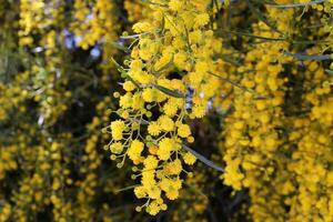 vert les plantes et fleurs proche en haut. abstrait Naturel Contexte fabriqué de les plantes et fleurs. photo