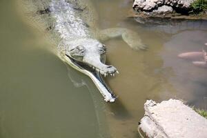 une crocodile vies dans une garderie dans nord Israël. photo