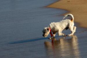 une chien sur une marcher dans une ville parc. photo