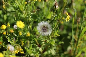 vert les plantes et fleurs proche en haut. abstrait Naturel Contexte fabriqué de les plantes et fleurs. photo