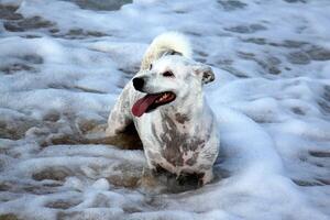 une chien sur une marcher dans une ville parc. photo