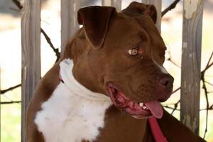 une chien sur une marcher dans une ville parc. photo