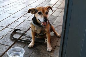 une chien sur une marcher dans une ville parc. photo