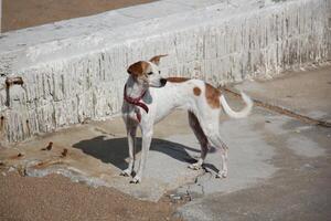 une chien sur une marcher dans une ville parc. photo