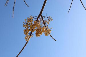 branche de une grand arbre contre une Contexte de bleu ciel. photo