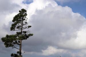 branche de une grand arbre contre une Contexte de bleu ciel. photo