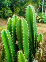 cactus feuilles dans la nature - cereus grandiflorus extrait photo