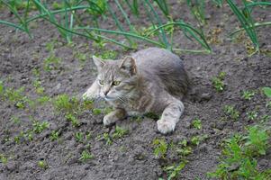 mignonne gris chat en marchant dans le jardin des lits photo