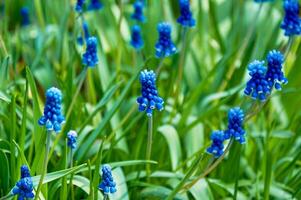 printemps fleurs de muscari arméniacum parmi vert herbe dans une printemps jardin dans lumière du soleil photo