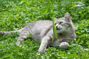 mignonne gris chat pièces avec herbe dans vert trèfle fermer photo