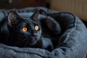 une noir chat avec Orange yeux sur une noir lit dans une confortable chambre. photo