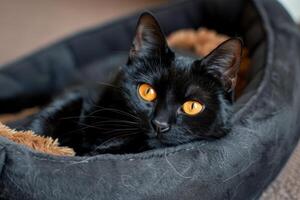 une noir chat avec Orange yeux sur une noir lit dans une confortable pièce regards à le caméra. photo