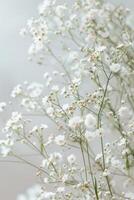 délicat doux blanc fleurs fermer, ai photo