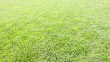 fond d'herbe sur un terrain de golf. fond de pelouse verte. photo