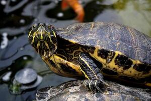 curieuse rouge oreille glissière tortue près une étang photo