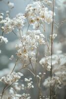 délicat doux blanc fleurs fermer, ai photo