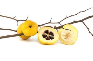 Jaune coing des fruits sur sans feuilles épineux branche photo