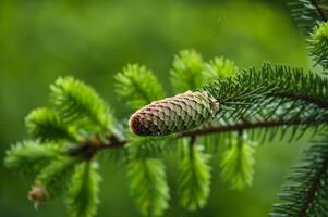 Jeune sapin cône sur sapin arbre branche plus de flou Contexte photo