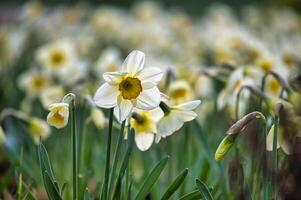 blanc jonquilles aussi connu comme narcisse dans plein Floraison photo