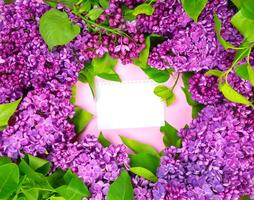 magnifique foncé violet Frais lilas sur le rose arrière-plan, violet Contexte photo
