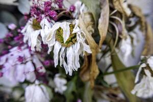 séché fleurs dans une cimetière photo