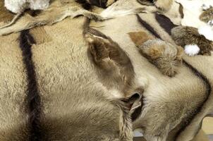 animal peau cheveux photo