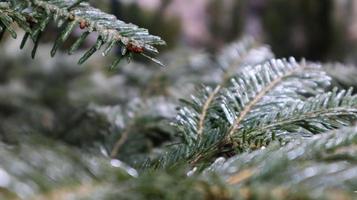 belle branche d'épinette avec rosée. arbre de noël dans la nature. gros plan d'épinette verte. aiguilles de pin avec des gouttes de rosée dessus. photo