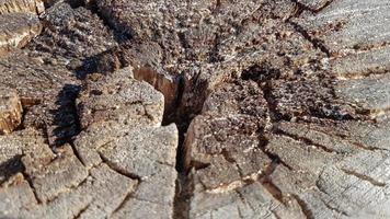 vieille souche en bois, fond de texture bois. arbre scié avec des fissures. arbre coupé rond avec des cernes annuels comme texture de bois. photo