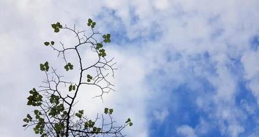 feuilles vertes sur une branche d'arbre contre un ciel bleu avec des nuages blancs. fraîcheur au printemps. espace de copie. photo