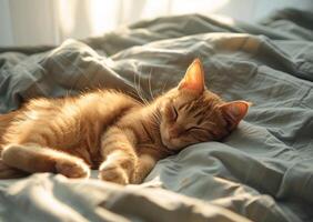 rouge chat en train de dormir sur lit dans confortable ensoleillé pièce photo