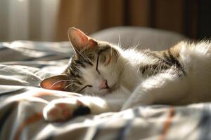 chat en train de dormir sur lit dans confortable ensoleillé pièce photo