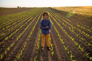 africain agriculteur est permanent dans le sien croissance blé champ. il est satisfait avec le progrès de les plantes. photo