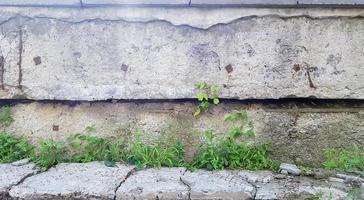 herbe verte sur fond de mur de béton gris, surface de mur inégale et herbe, image d'arrière-plan. mur de béton gris avec texture de sol en herbe pour la conception d'arrière-plan. photo