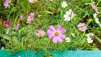 belles fleurs lilas dans le jardin en été par temps ensoleillé à l'extérieur photo