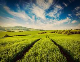 vert des champs de moravie photo